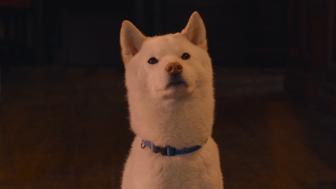 HANGRY DOGS - YouTube