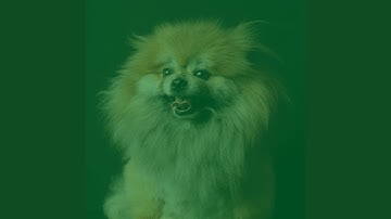 Scintillating Backdrops for Chilling Pups