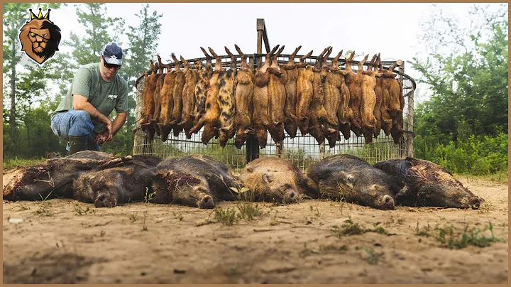 How Do Canadian Hunters Deal with Millions of Wild Boars Using Traps?