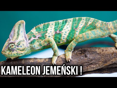 Wideo: Jak kameleon zmienia kolor i od czego to zależy?