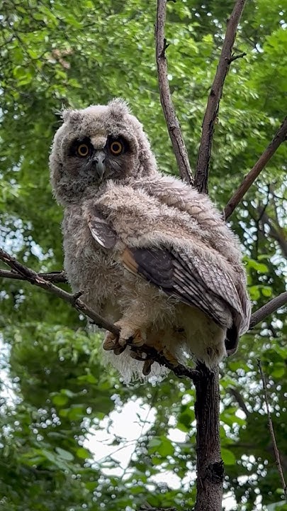 Птенец ушастой совы🦉удивительное рядом…. #сова #природа #окружающиймир ...