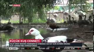 Ali Şifa Erkolun Kuş Cenneti Trt Haber De