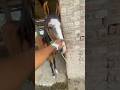 Horses love@villvlogs7248