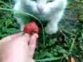 cat eating strawberries