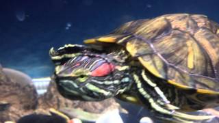 Черепахи плавают