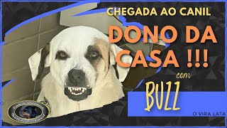 BUZZ - SRD - Chegada ao Canil