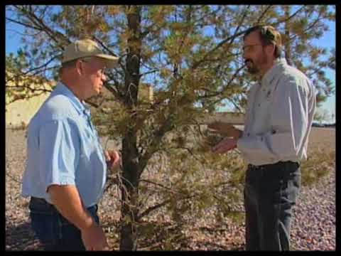 How To Identify Pinon Needle Scale