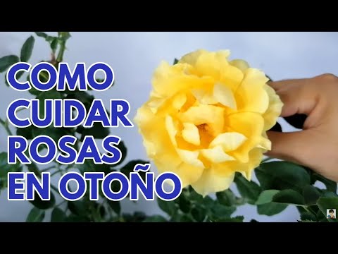 Video: Abono otoñal para rosas: cuándo y cómo aplicar. Cuidado de rosas en otoño, preparación para el invierno