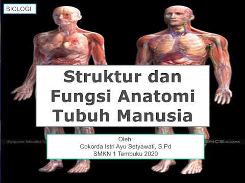 Video: Fungsi, Anatomi & Diagram Serong Terunggul - Peta Badan