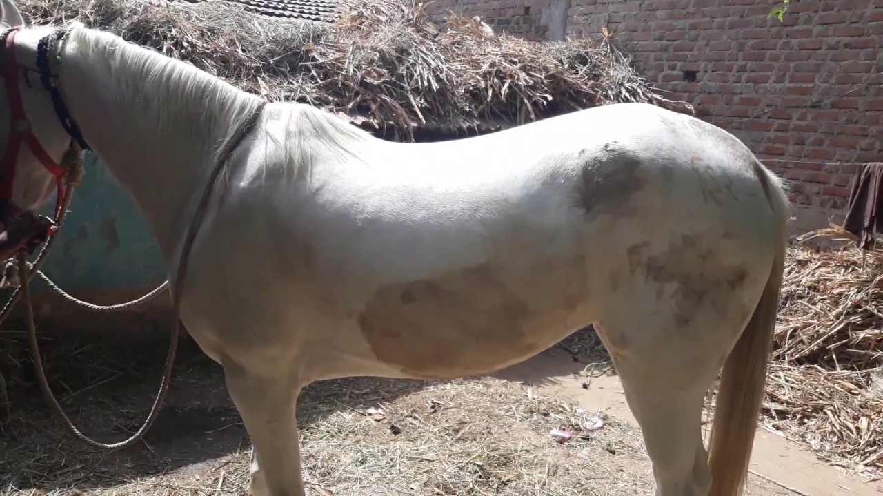 White Brood Mare Horse YouTube white-brood-mare-horse-youtube