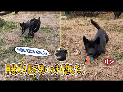 【甲斐犬】４匹で走り周って遊んできた！