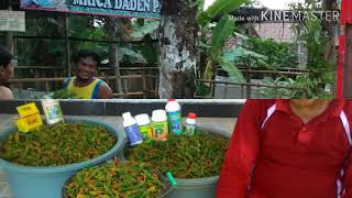 GMD tv go to BANDUNG antar benih mrica
