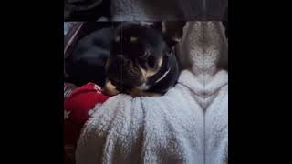 #fypシ #doggy #gucci