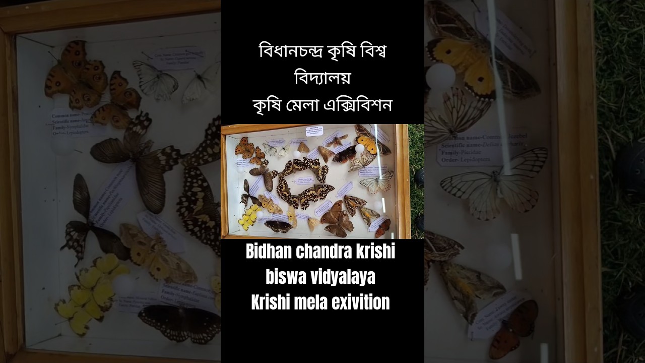 butterfly 🦋 l beutyfull show pice 