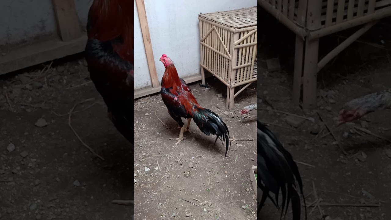 Kandang From Pemalang