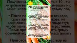 ПОЛЕЗНО ЗНАТЬ! Подкормка для моркови #shorts #советы #рецепты