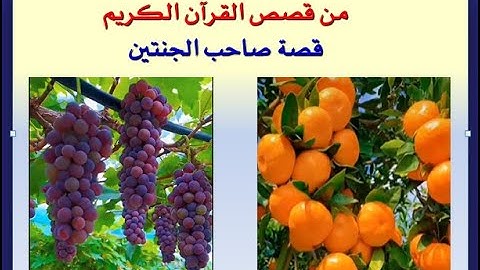 الروائع من قصص القرآن الكريم - -  قصة صاحب الجنتين (  كاملة حجم صغير جدا  )