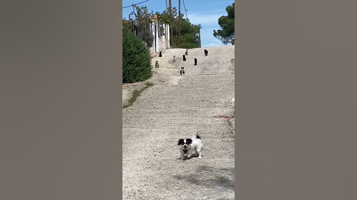 Bro made the right choice #dog #adorabledog #doglover #doggie #dogdog #viraldogsvideos #puppy #dogs