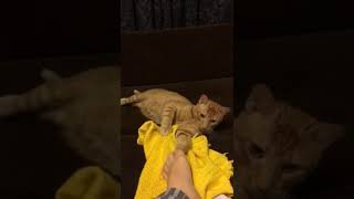Download lagu Oyuncu saldırgan kedi Karamel Oyuncu saldırgan kedi Karamel