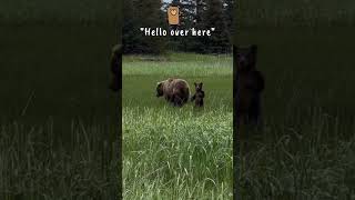 "hello over here" #cuteanimals #bear #youtubeshorts