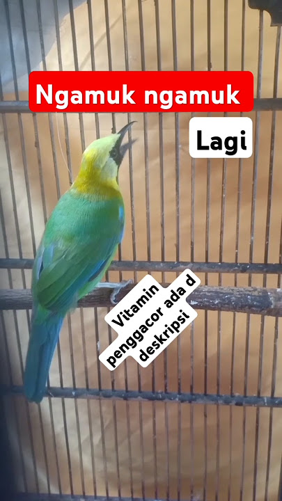 BIRD SONG cucak ranting gacor #fypyoutube #birds #birdsounds