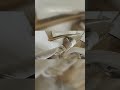 See Through 1X NEO's Eyes via the App