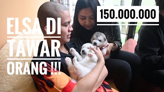 ELSA DI TAWAR 150 JUTA !!!