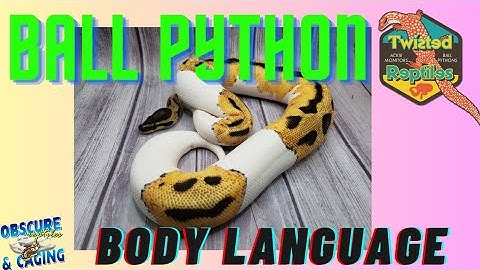 Ball Python Body Language
