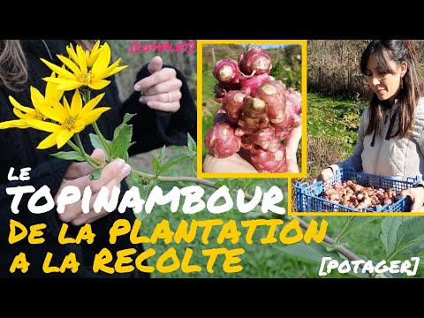 [VEGETABLE GARDEN] Growing Jerusalem artichokes: From PLANTING to HARVEST!!