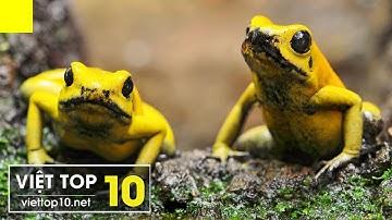 🦂 Top 10 Loài Động Vật Có Nọc Độc Khủng Khiếp Nhất Hành Tinh - Viet Top 10