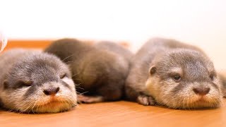 2021年 カワウソ27頭のベビーの誕生！Thank you for 2021 and gave birth 27 babies!【baby otter】 by カワウソ-Otter channel 1,875 views 2 years ago 3 minutes, 54 seconds