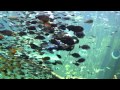 箱根園水族館　海中ショー の動画、YouTube動画。