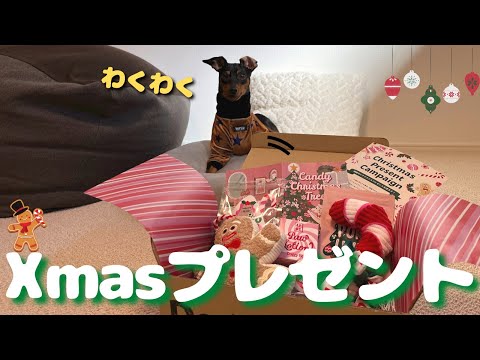 【DoggyBox】ちゃちゃ丸に早めのクリスマスプレゼントが届きました【ミニピン】