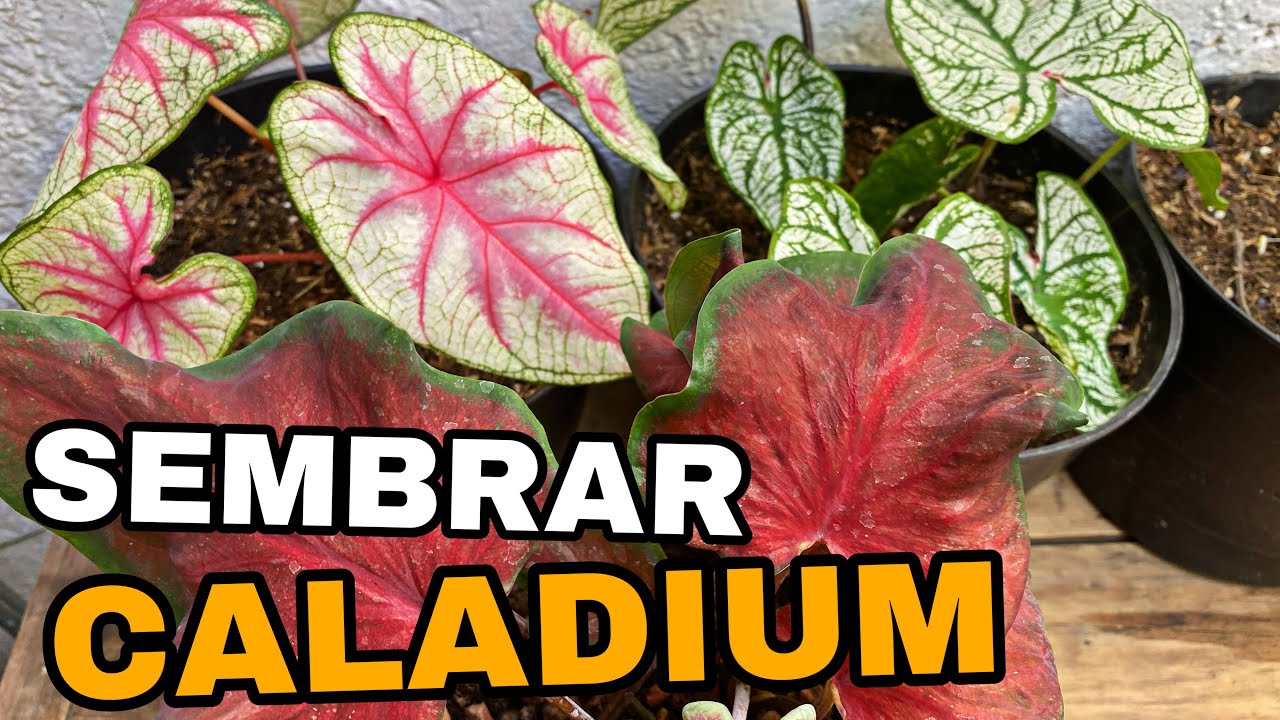 Es HORA de SEMBRAR nuestros CALADIUM O CALADIO