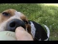 How to Train a Lazy Dog to Fetch (Treeing Walker Coonhound) How to Train a Lazy Dog to Fetch (Treeing Walker Coonhound)