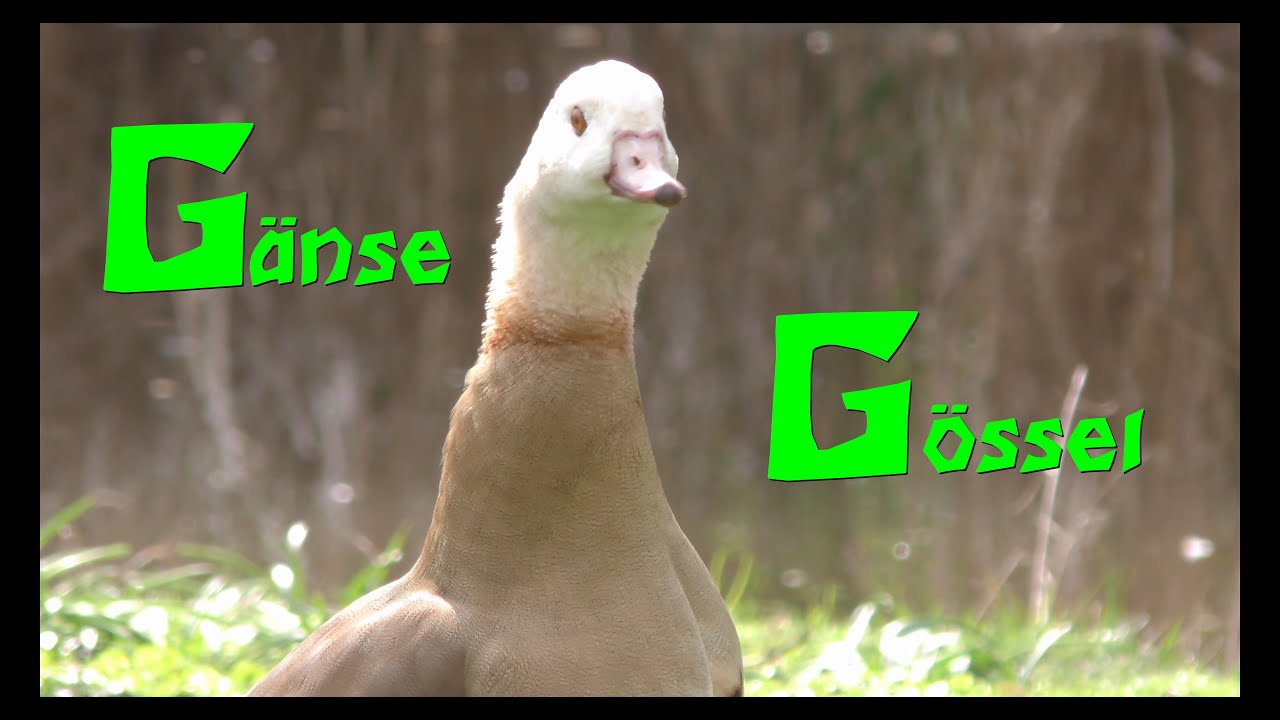 Gänse Gössel YouTube