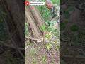 Old Man Chainsaw Skill - No Mistakes👉🏻#Chainsaw #TreeCutting #SkilledWork #Logging #shorts #viral