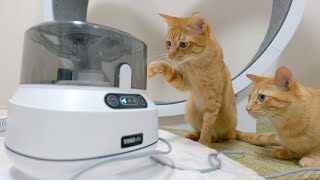 【超便利】猫専用の掃除機を用意したら吸引力凄すぎて効果抜群なんだがww