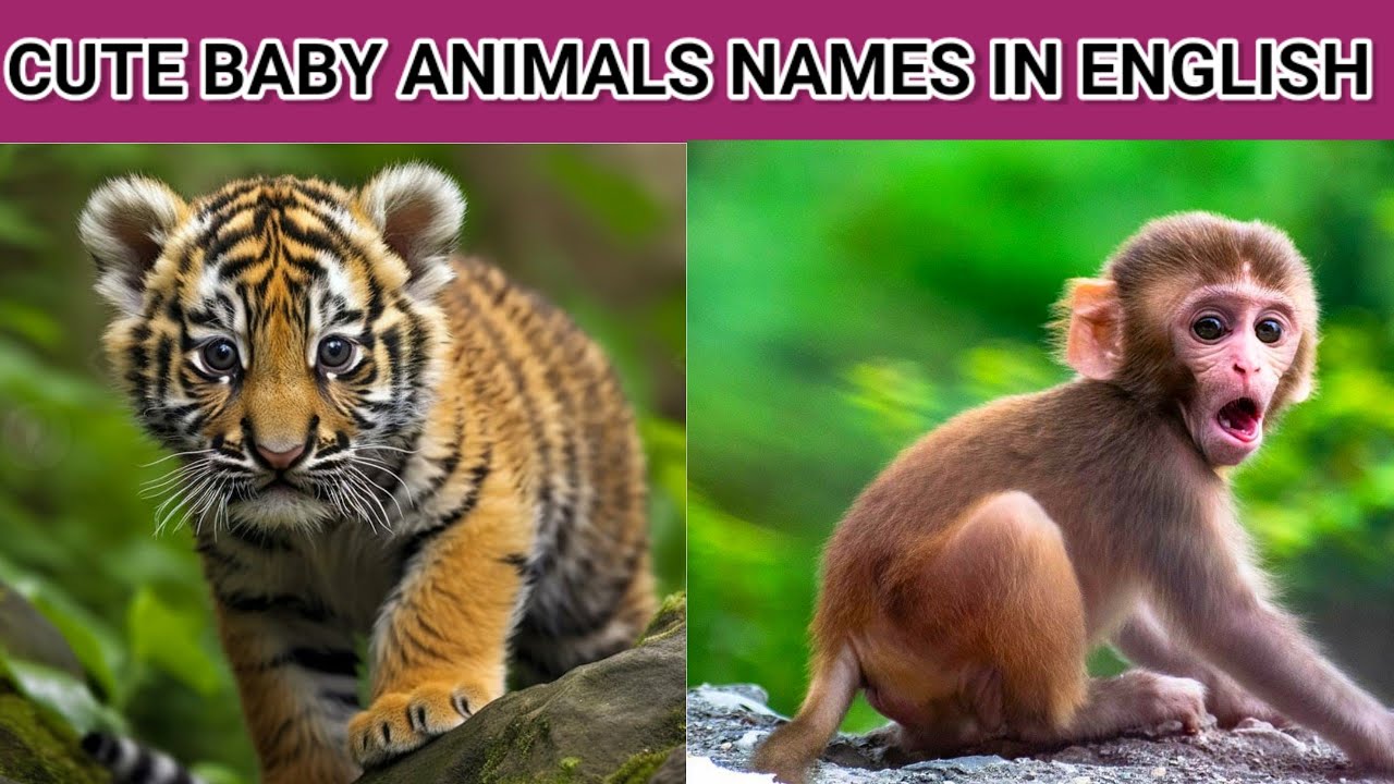 Cute baby Animals name in English with pictures Baby Animals name