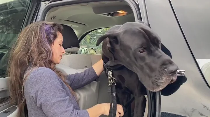 Tonka the Great Dane cheers up senior center residents during coronavirus safety containment