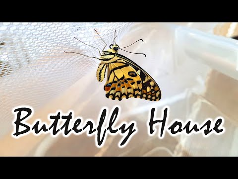 วีดีโอ: DIY Butterfly Shelter: วิธีสร้างบ้านผีเสื้อสำหรับสวน