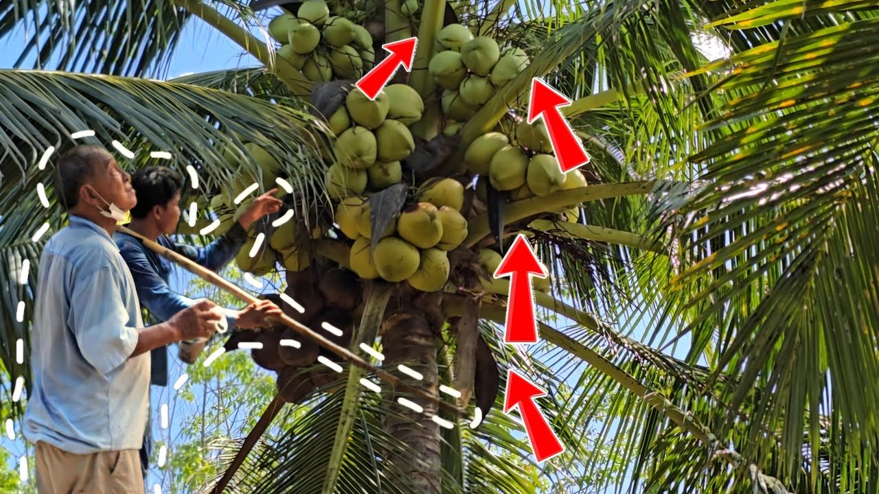 ซื้อมะพร้าว ไม่ตรงปก