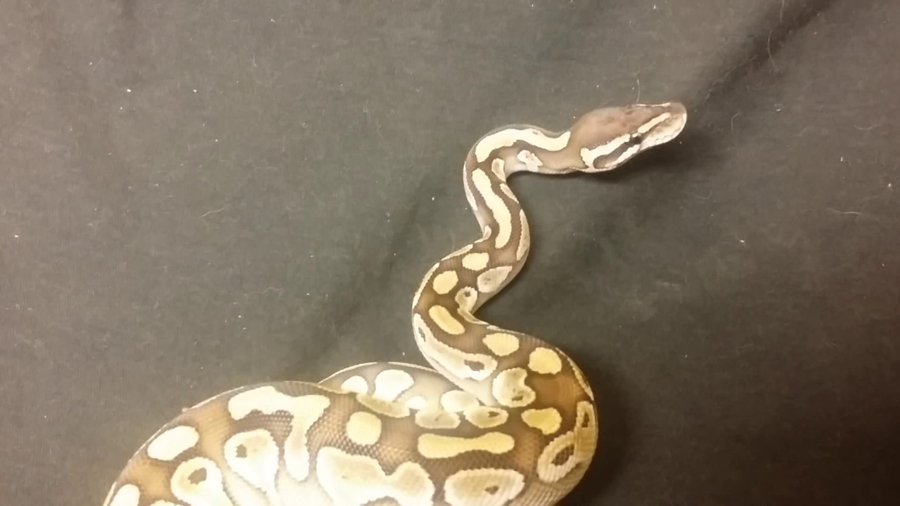 pythons for sale Lesser ball and Shout Outs