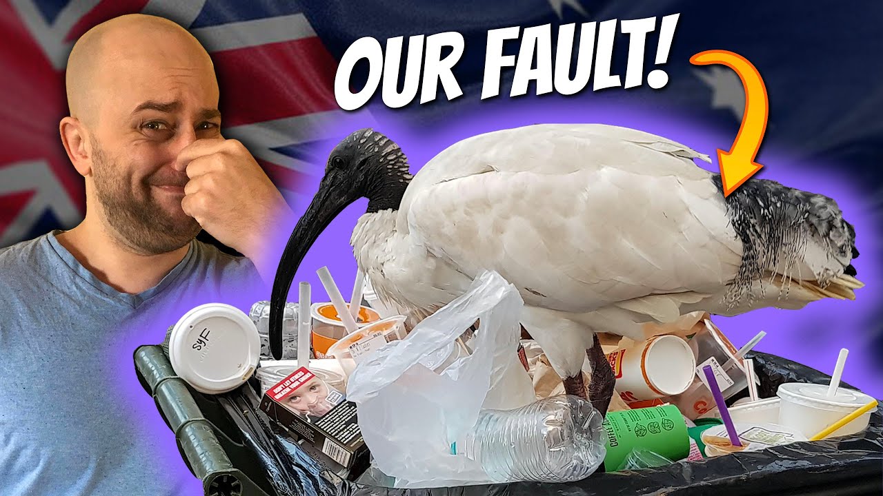 Origins of the Australian BIN CHICKEN Sean Dooley White Ibis YouTube