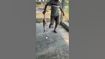 #Shorts Báo cá tra năm 2024 clip 5 - Hồ Câu Vườn Dừa ấp Ngã Tư, xã Nhuận Đức, huyện Củ Chi, TP HCM