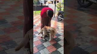 പിടിവിട് പിടിവിട് മുണ്ടുരിഞ്ഞു പോകും 😂#speakdog #dogtalk #labrador #funny #gsds #voiceeffects #pets