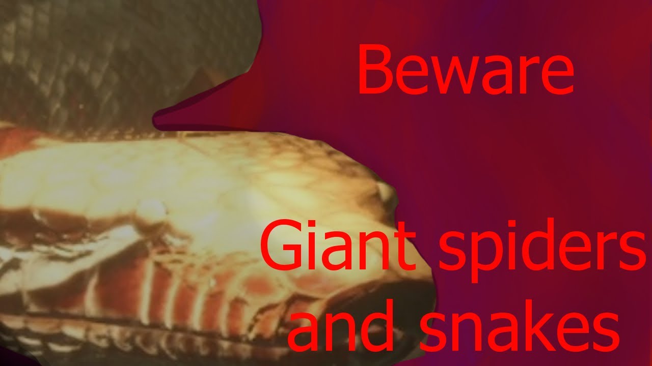 Giant spiders and snakes | Control room alpha and No snake hotel