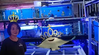 Review Harga Ikan Hias Air Laut Di.  Toko Ratu Reef Tank Jatinagara.  Jakarta Timur