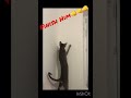 Кот охотник #охотник #кот #moscow #cat #oriental #ориенталы #ориентал #hanter #fight #finish #combat