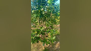 Bưởi ruby thái lan.Đt.0965737868